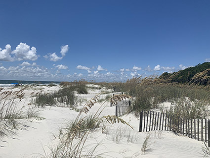 Hilton Head Island Dune with sandfencing