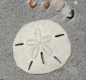 Dead Sand Dollar in the sand