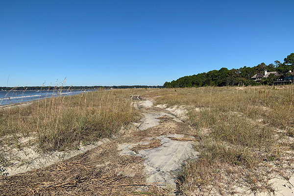 Dune Vegetation