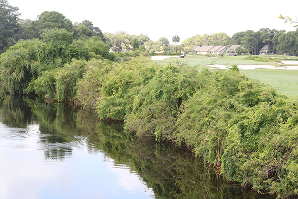 Unmowed Vegetation on edge of lagoon