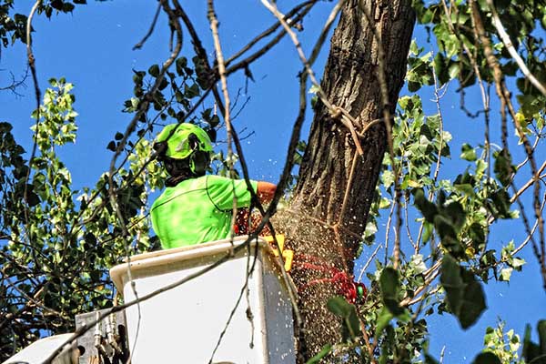 Worker up in tree sawing trunk