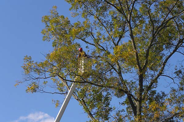 Worker up in buck in tree