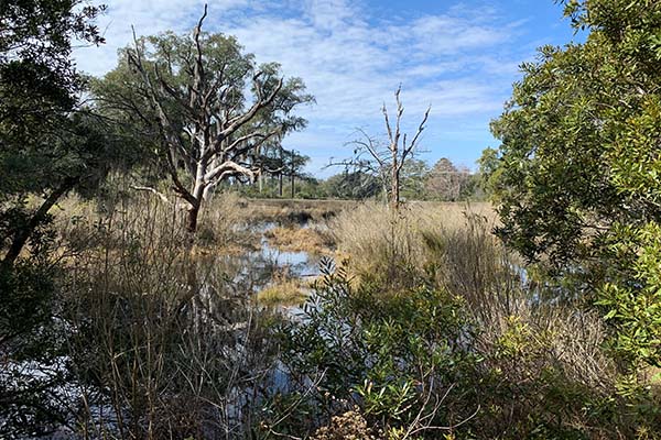 Hilton Head Island Wetland