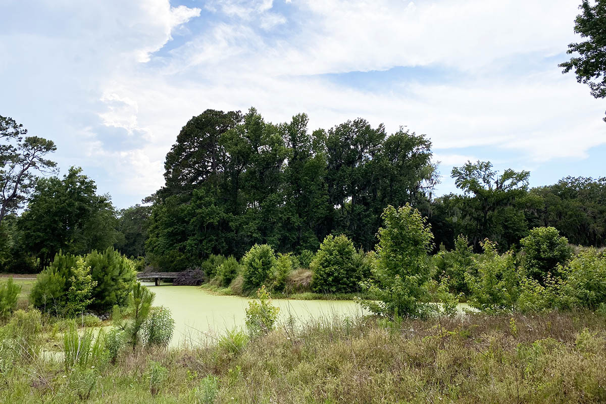 View of the Mid-Island Tract