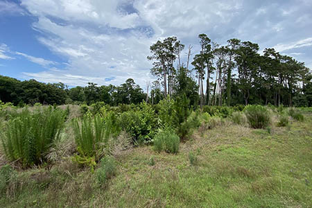 View of the Mid-Island Tract