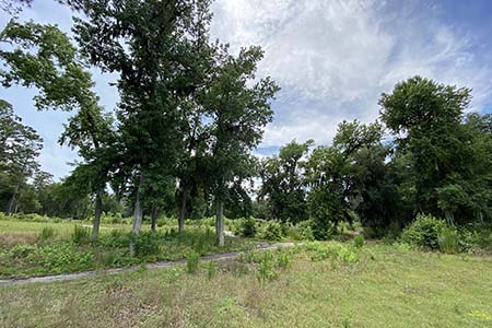 View of the Mid-Island Tract