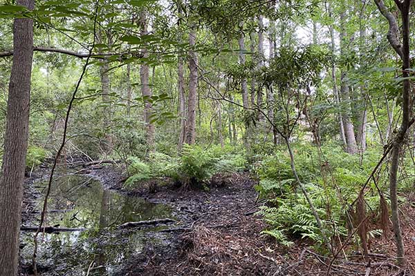 Freshwater Forested Wetland