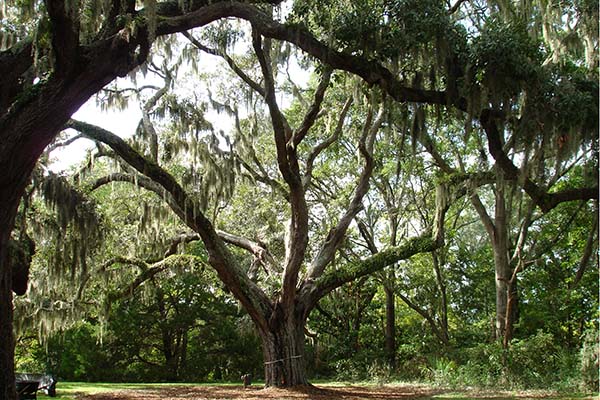 Old Tree at Honey Horn