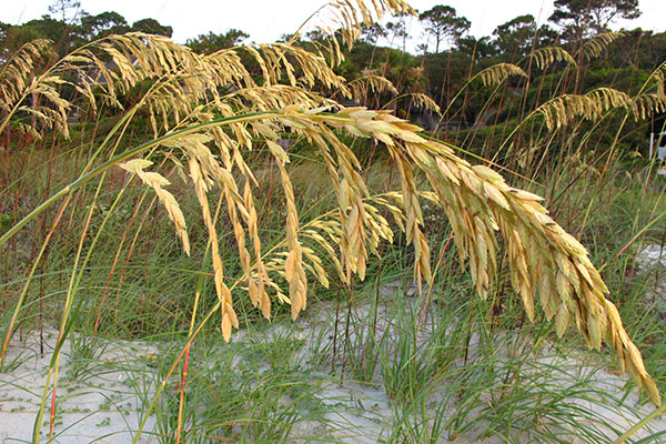 Sea Oats at the beach