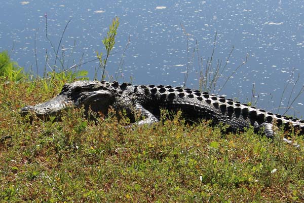 Alligator on a lagoon bank
