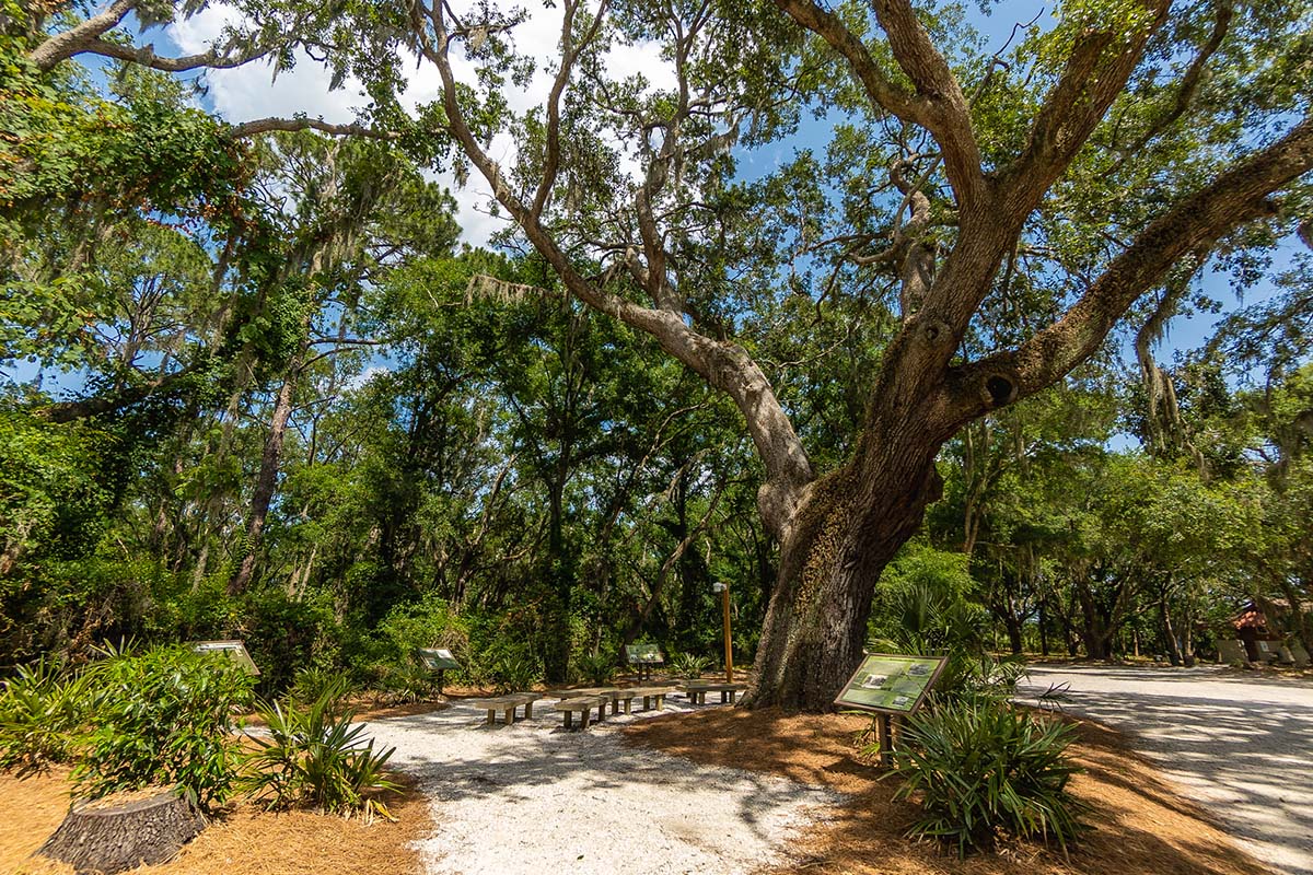 Large Oak Tree