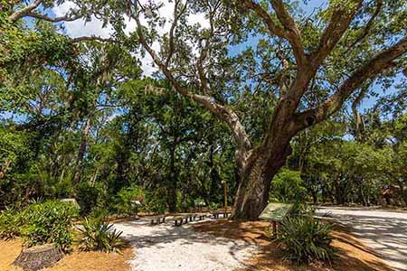 Large Oak Tree