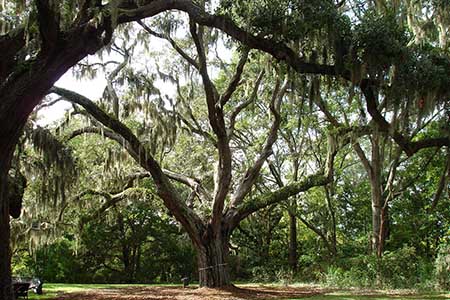 Specimen Tree at Honey Horn