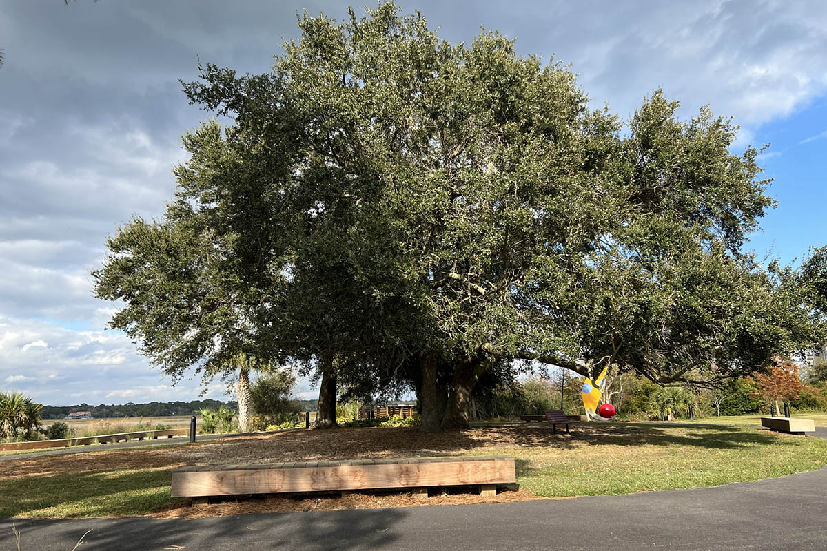 Tree with views of Broad Creek