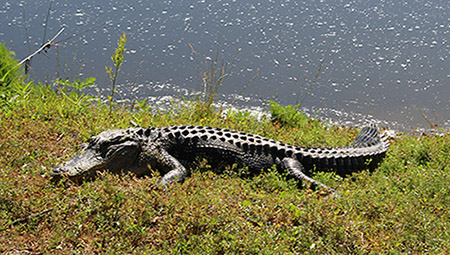 Alligator basking on waters edge