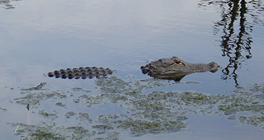 Alligator partially submerged in water