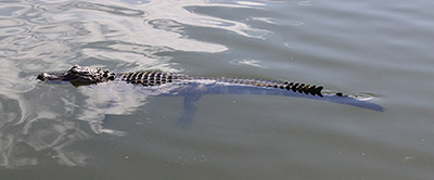 Alligator in water