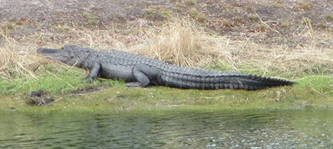 Alligatorsat waters edge
