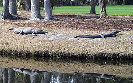 Alligators basking next to water and golf course fairway