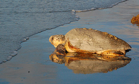 Adult Loggerhead Sea Turtle