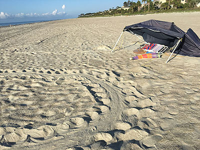turtle tracks turning around due to Beach Canopy left on beach 