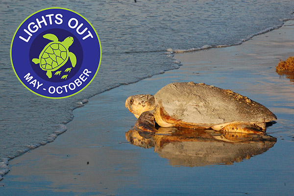 Adult Sea Turtle Heading to Sea