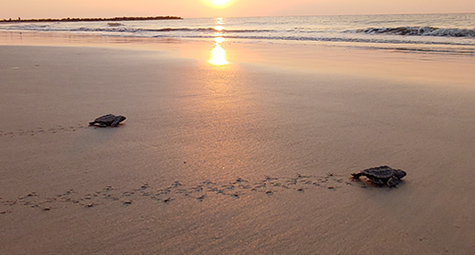 Sea Turtle Hatchlings heading to sea at sunrise