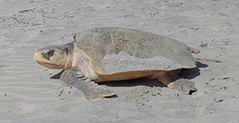 Kemp Ridely Sea Turtle in the sand